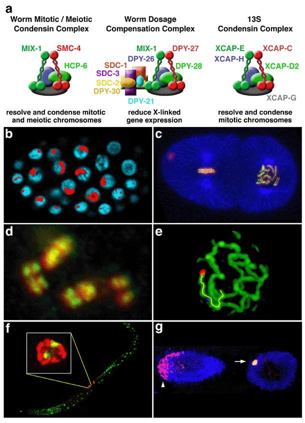 Multiple roles of C. elegans dosage compensation proteins...